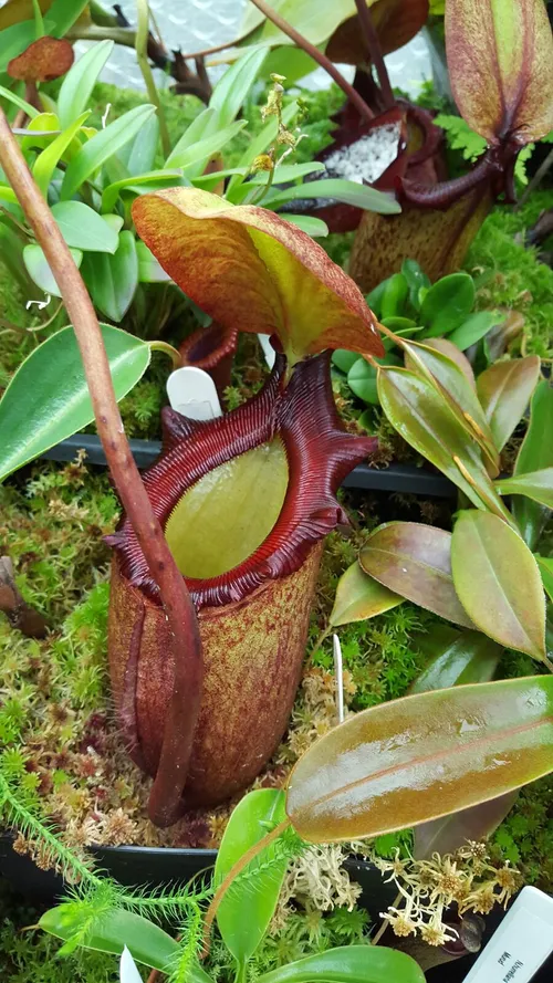 34. Nepenthes rajah (BE)