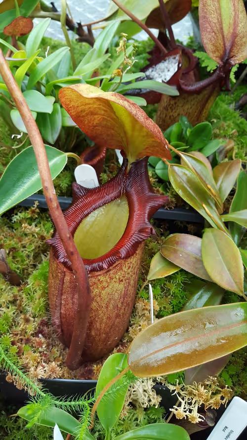 34. Nepenthes rajah (BE)