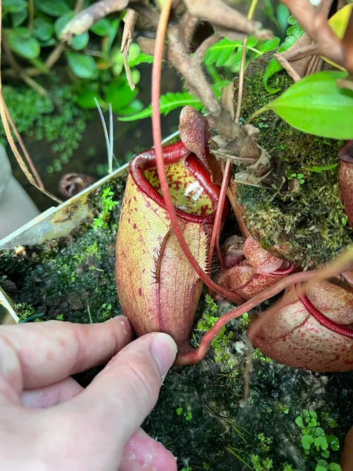 34. Pretty sure this was Nepenthes deaniana, from the Philippines.