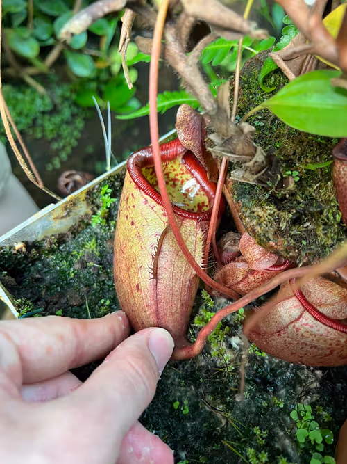 34. Pretty sure this was Nepenthes deaniana, from the Philippines