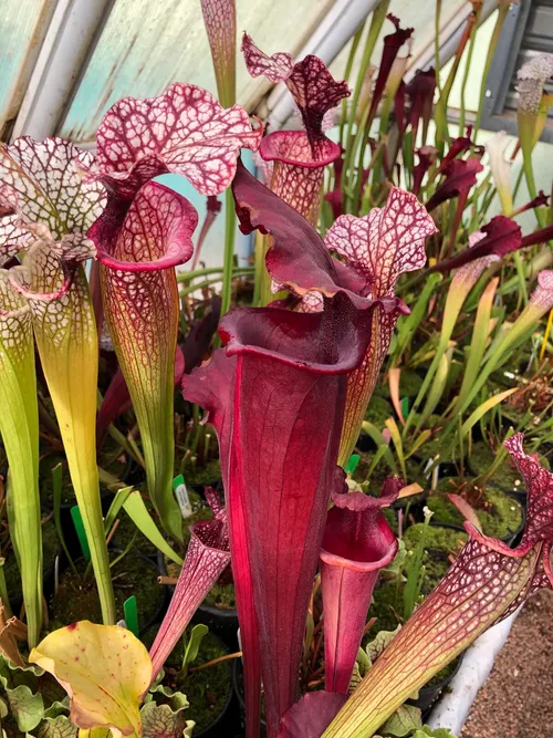 34. Sarracenia in the temperate house