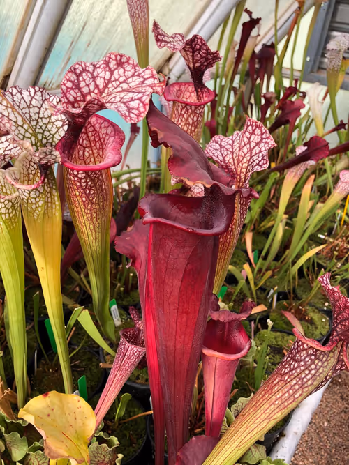 34. Sarracenia in the temperate house