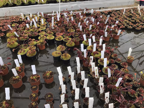 34. Some of the many Dionaea forms offered by Hampshire Carnivorous Plants