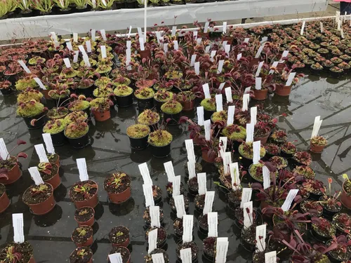 34. Some of the many Dionaea forms offered by Hampshire Carnivorous Plants