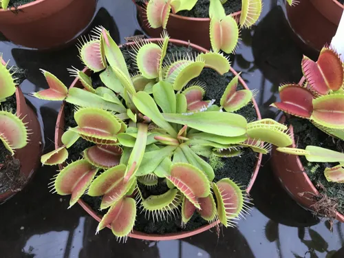 35. A typical form of Dionaea
