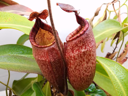 35. A well-grown BE-3464 N. peltata showing tubby pitchers, expertly grown and photographed by Michael Kevin Smith