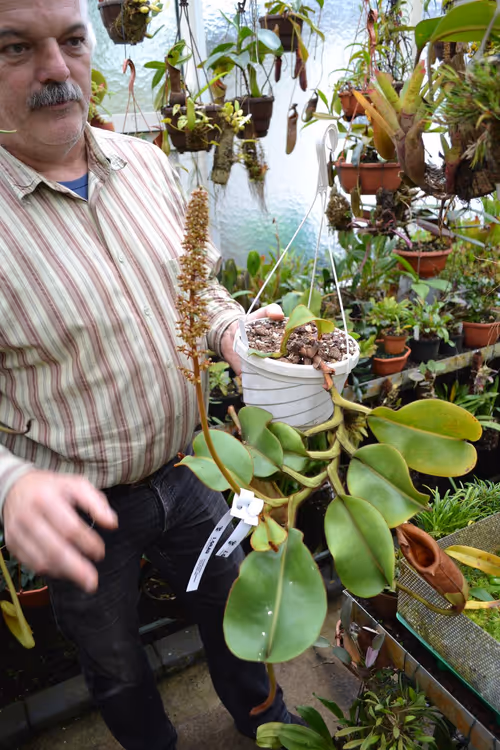 35. Chris explained that on larger flower spikes, he will segment the flowers to make multiple crosses