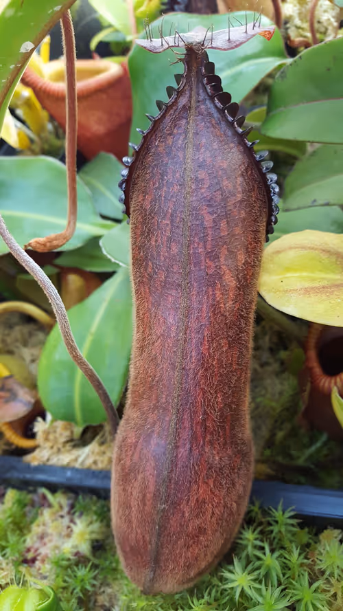 35. Nepenthes 'Smilodon' (N. 'red hairy hamata' x hamata)