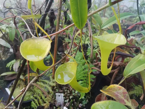 35. Nepenthes inermis.