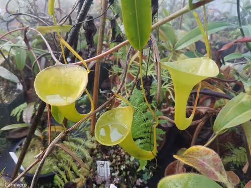 35. Nepenthes inermis