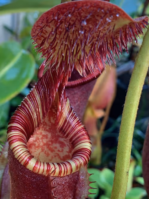35. Nepenthes lowii x ephippiata again. Christian told me this plant is noticeably faster than either parent
