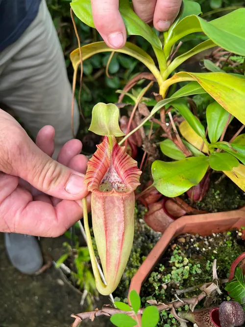 35. Nepenthes ovata.