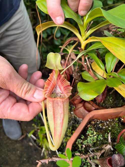 35. Nepenthes ovata