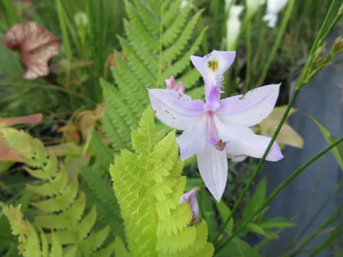 35. White flowered calopogogon tuberosus