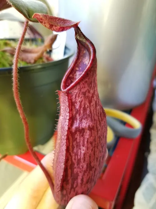 36. AW clone of N. peltata from my collection, showing skinny immature pitchers. This plant was just over six inches in diameter