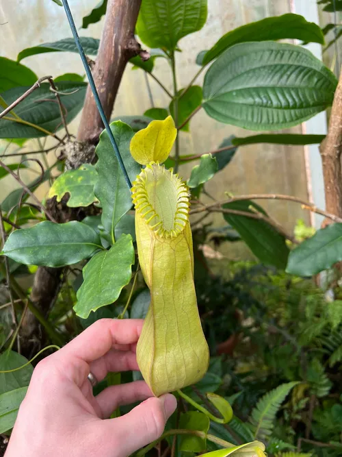 36. An upper pitcher on Nepenthes hamata. Chris grows this one directly in the ground!