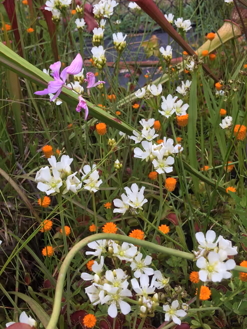 36. Flytrap flowers, calopogon tuberosus, and polygala lutea