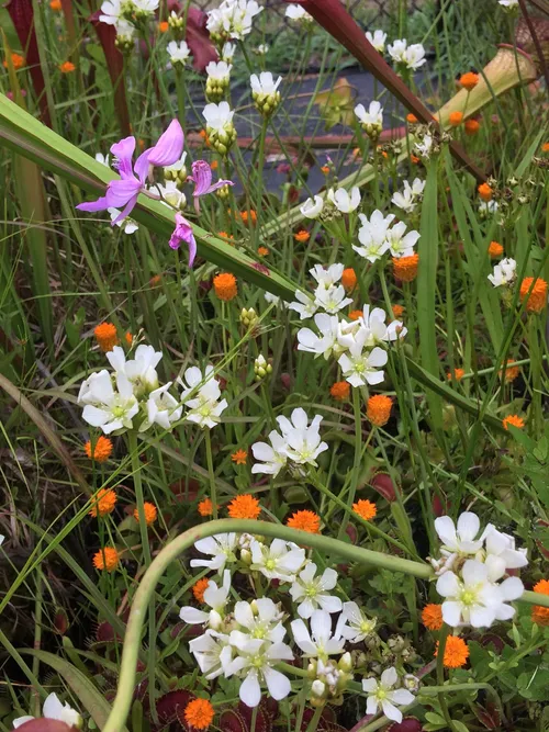 36. Flytrap flowers, calopogon tuberosus, and polygala lutea