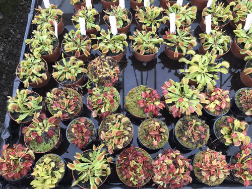 36. Large, adult flytraps