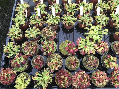 36. Large, adult flytraps