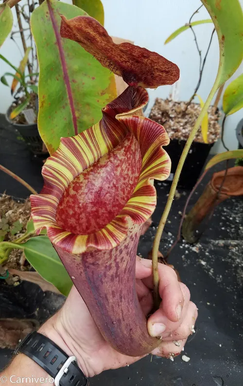 36. Nepenthes (lowii x veitchii) x boschiana - red ruffled.