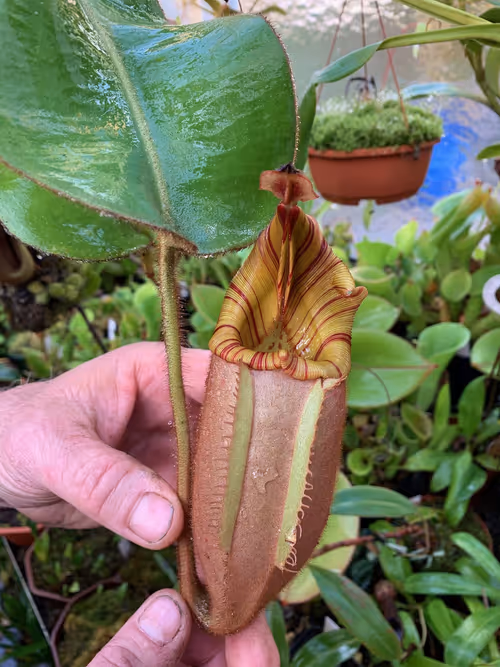 36. Nepenthes veitchii x hurrelliana. I love this hybrid, and ended up buying a young plant from Christian before I left