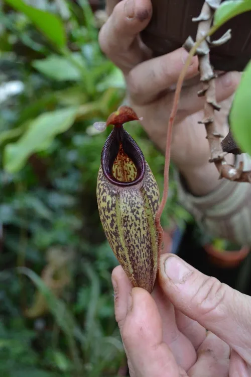 36. This looked to me like N. aristolochioides x spectabilis, but I can't remember for sure.