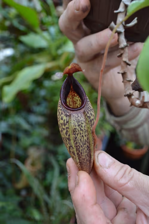 36. This looked to me like N. aristolochioides x spectabilis, but I can't remember for sure