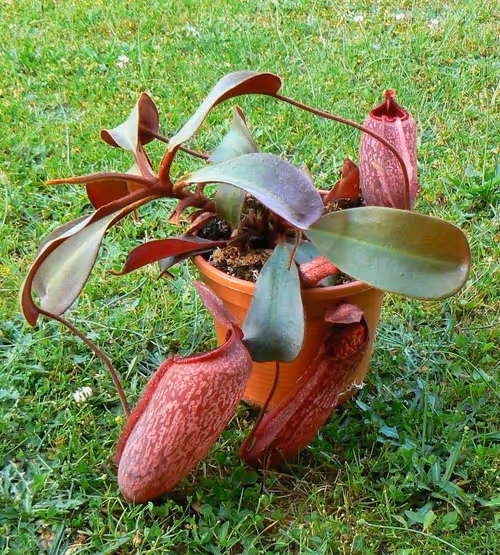 37. A beautiful seed-grown specimen grown by Carsten Schulz that strongly resembles the AW and BE clones. Note the difference in pitcher shape between the immature basal and the top growth