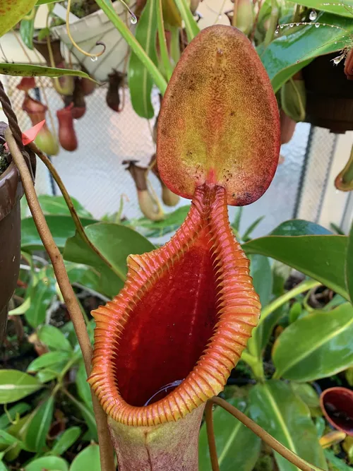 37. A toothy Nepenthes x trusmadiensis with great colour.