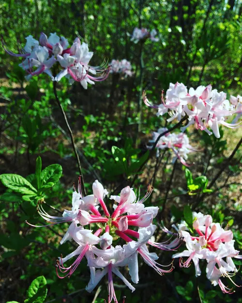 37. Bog azalea