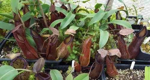 37. Nepenthes 'Smilodon' (N. 'red hairy hamata' x hamata)