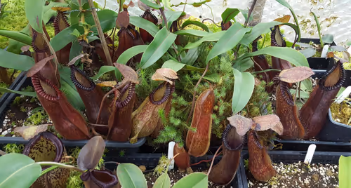 37. Nepenthes 'Smilodon' (N. 'red hairy hamata' x hamata)
