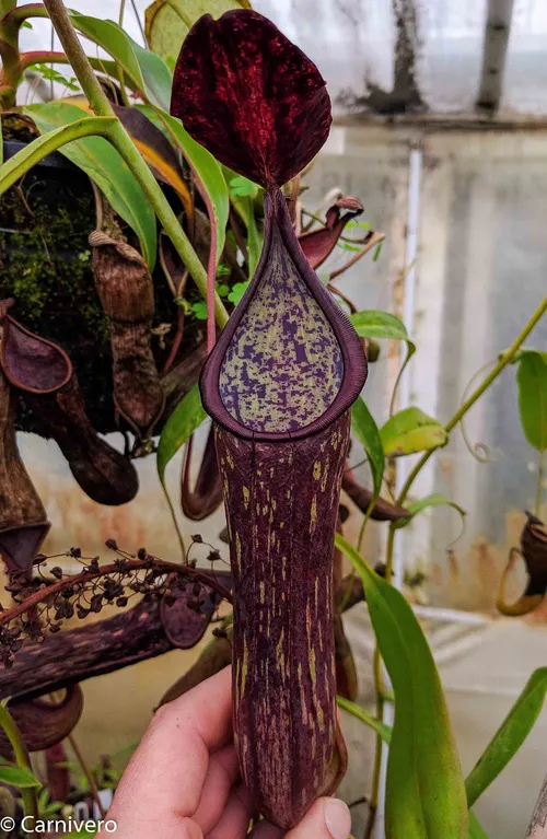 37. Nepenthes copelandii.