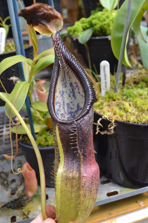 37. Nepenthes singalana