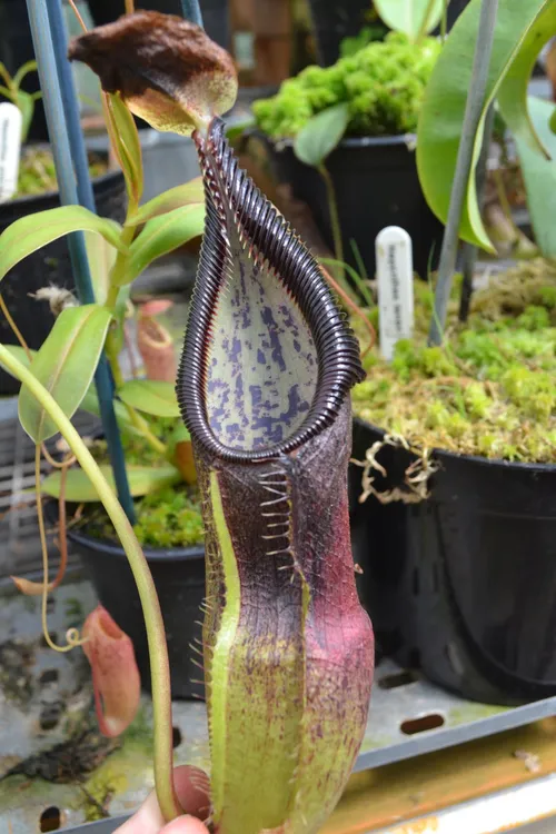 37. Nepenthes singalana