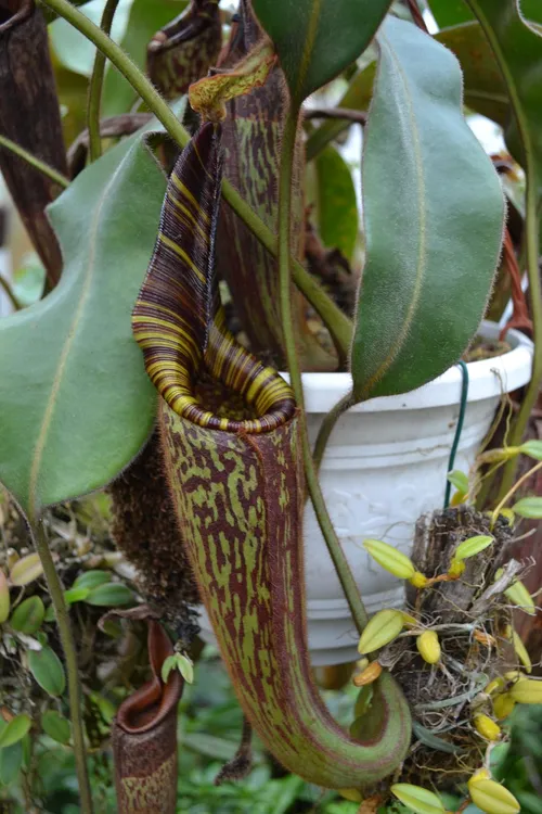 37. The magnificent Nepenthes hurrelliana.