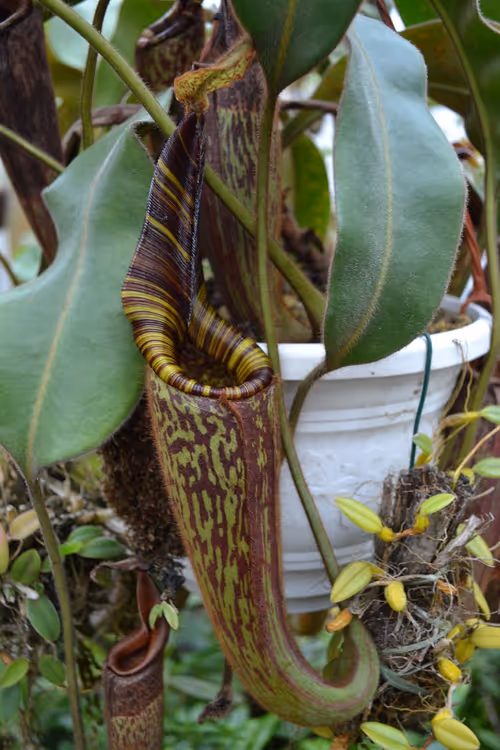 37. The magnificent Nepenthes hurrelliana