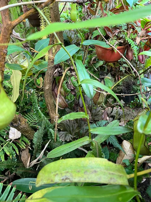 37. Tricky to photograph, but here are the lower N. hamata pitchers in the undergrowth.