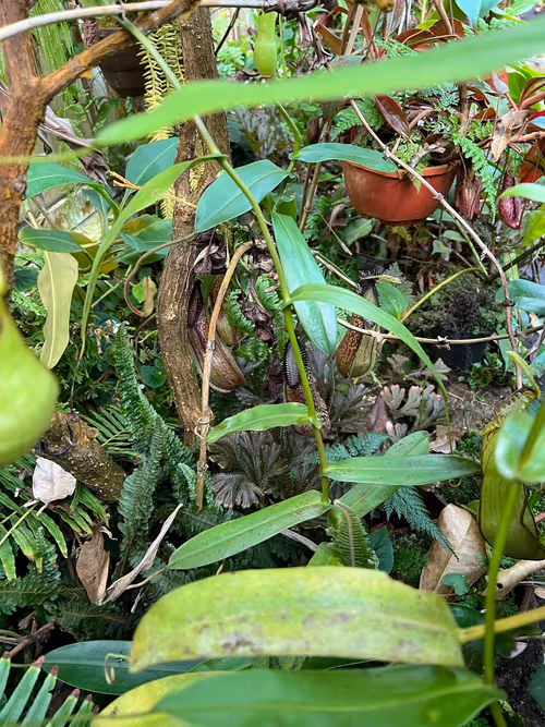 37. Tricky to photograph, but here are the lower N. hamata pitchers in the undergrowth