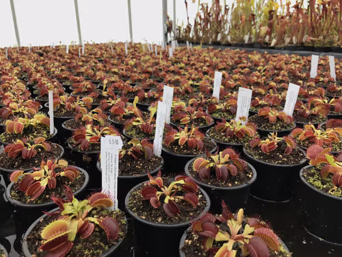 37. and lots of younger plants
