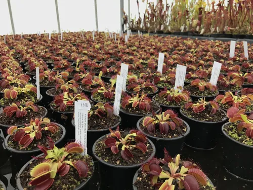 37. and lots of younger plants