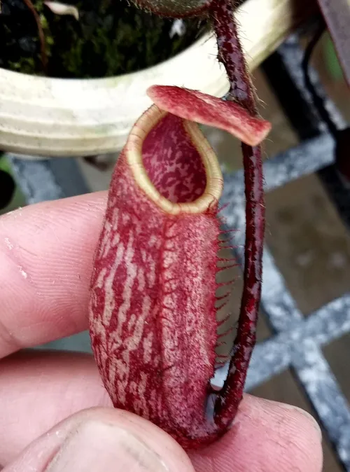 38. An immature pitcher from a rooted basal on a seed grown N. peltata, courtesy of Jack Chiang