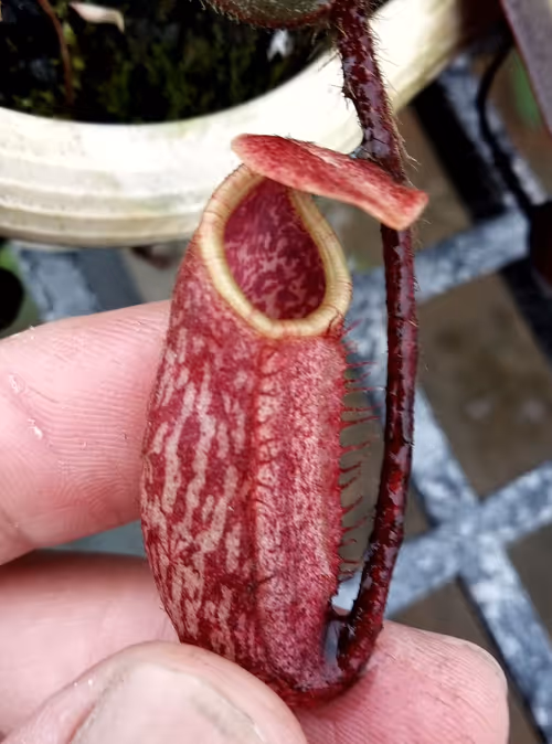 38. An immature pitcher from a rooted basal on a seed grown N. peltata, courtesy of Jack Chiang