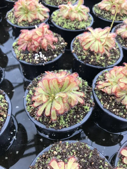 38. Drosera aliciae sundews.