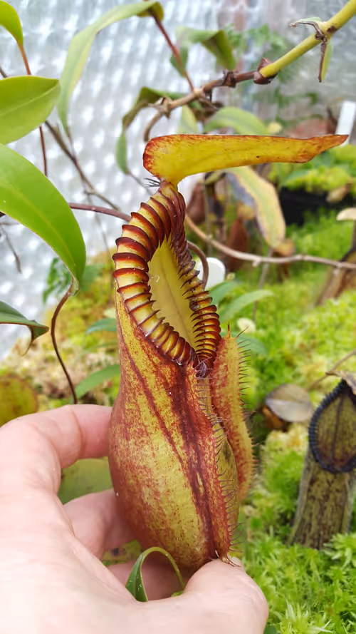 38. Nepenthes 'red hairy hamata'