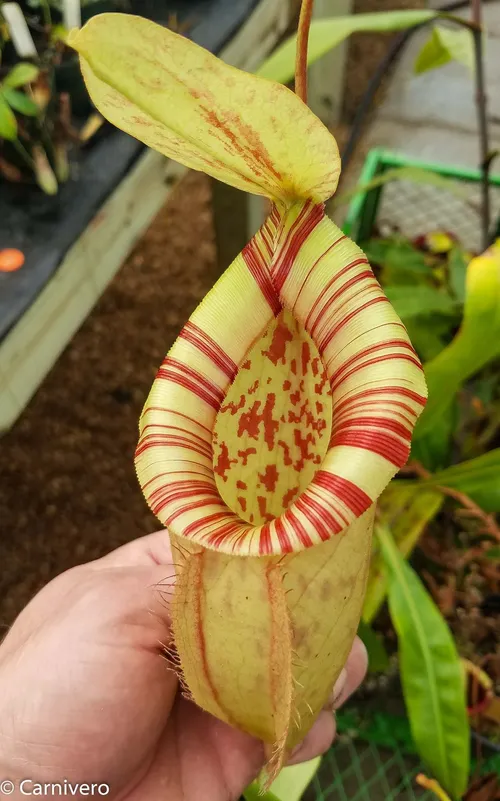 38. Nepenthes (orbiculata x ampullaria) x northiana.