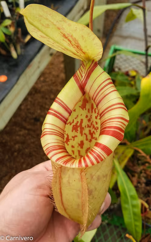 38. Nepenthes (orbiculata x ampullaria) x northiana
