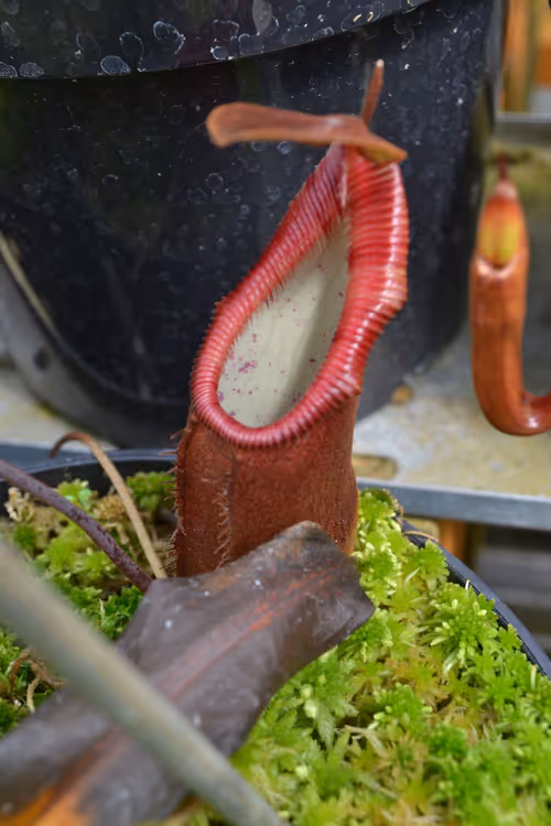 38. Nepenthes dietas