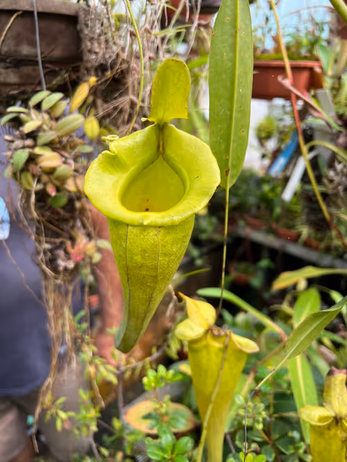 38. Nepenthes jacquelineae hybrid (x flava maybe)